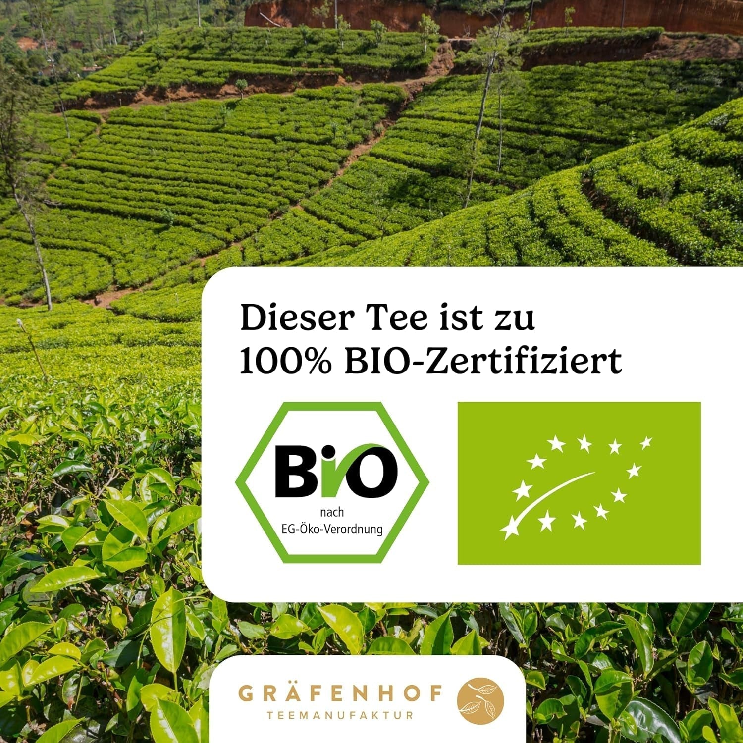 Thé Yerba Mate biologique L'original 1 kg de thé maté en vrac à haute teneur en caféine, non torréfié, séché à l'air, testé en laboratoire, feuilles de maté emballées en Allemagne, qualité supérieure Gräfenhof