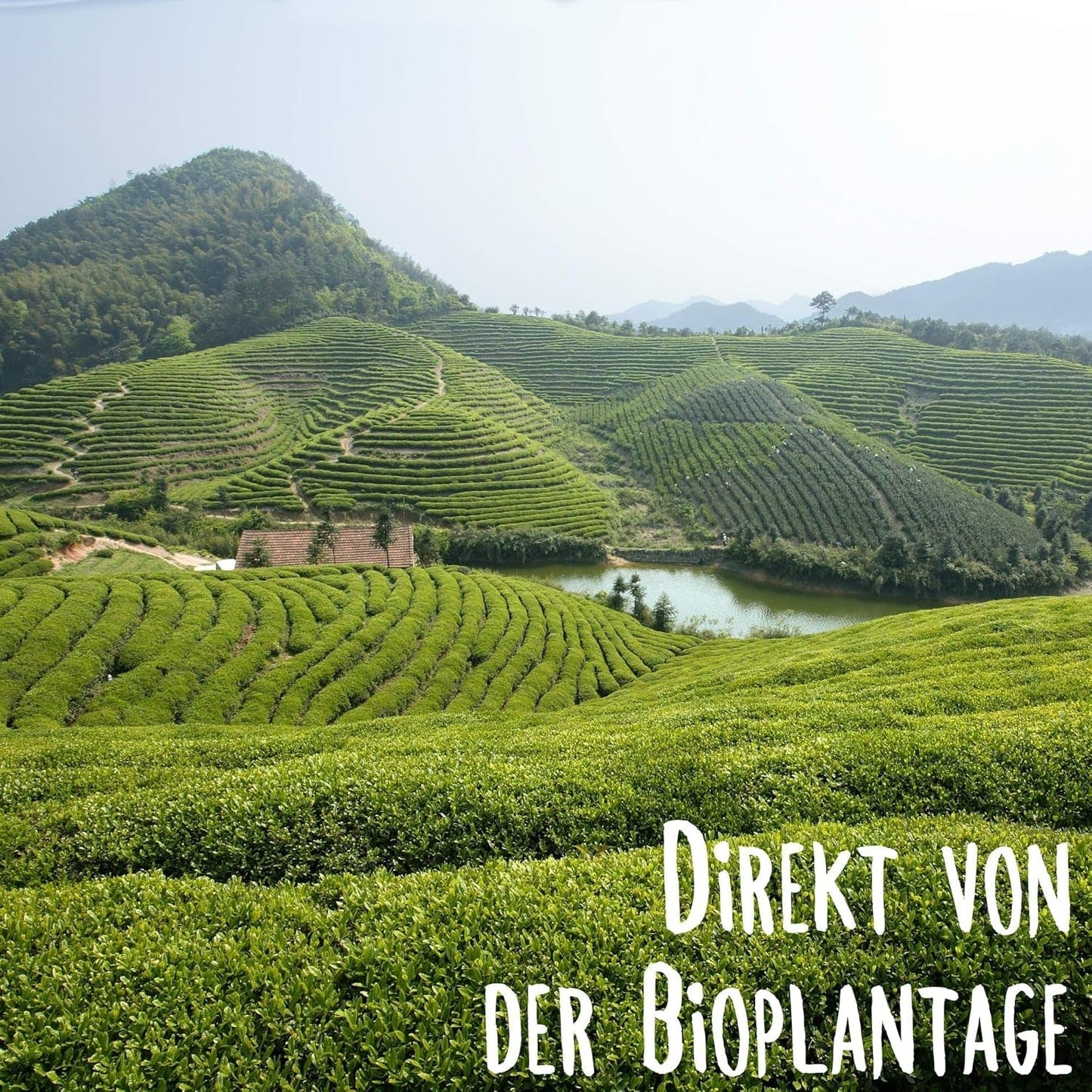 KLUIZ Gyokuro Tokiwa bio - Première récolte cueillie à la main - Thé vert japonais I 100 grammes I Thé vert bio