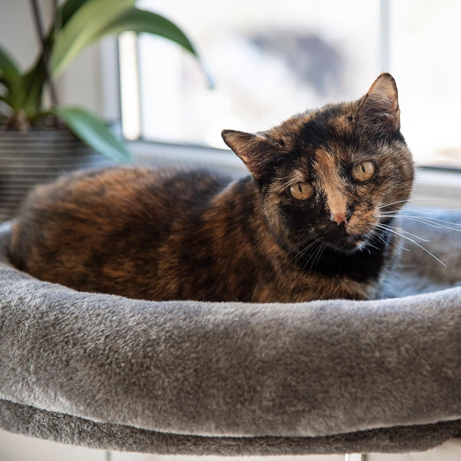 Couvertures et meubles, Sièges de fenêtre, Animaux domestiques, Chats, Lits pour chats, Chats - lits, matelas