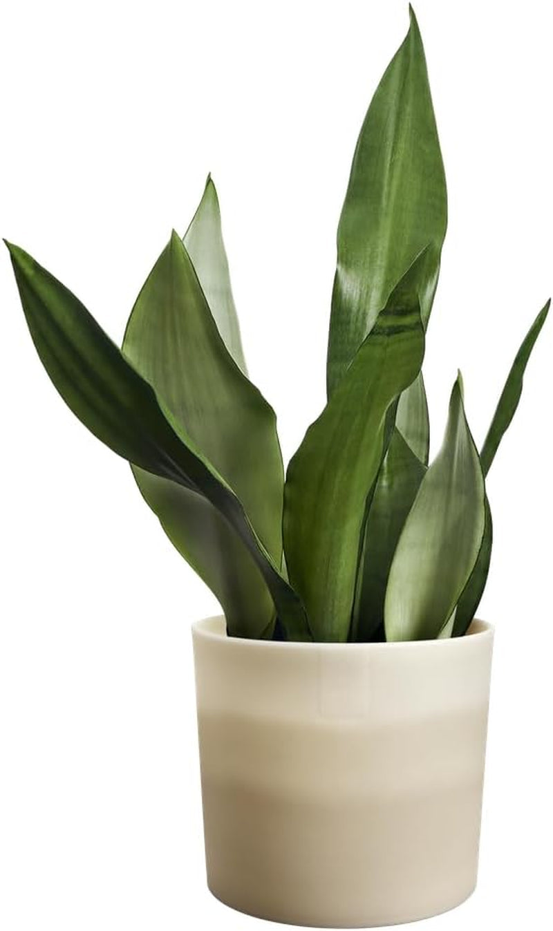 Pot rond elho Color Gradient 18cm - Pots de fleurs d'intérieur - Plastique 100% recyclé - Ø 18,2 x H 16,8 - Beige/Grès Beige