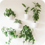Virgo Lot de 6 pots muraux à arrosage automatique – Faciles à arroser et à installer – Légers – Créez votre propre jardin vertical – Pots muraux pour plantes d'intérieur