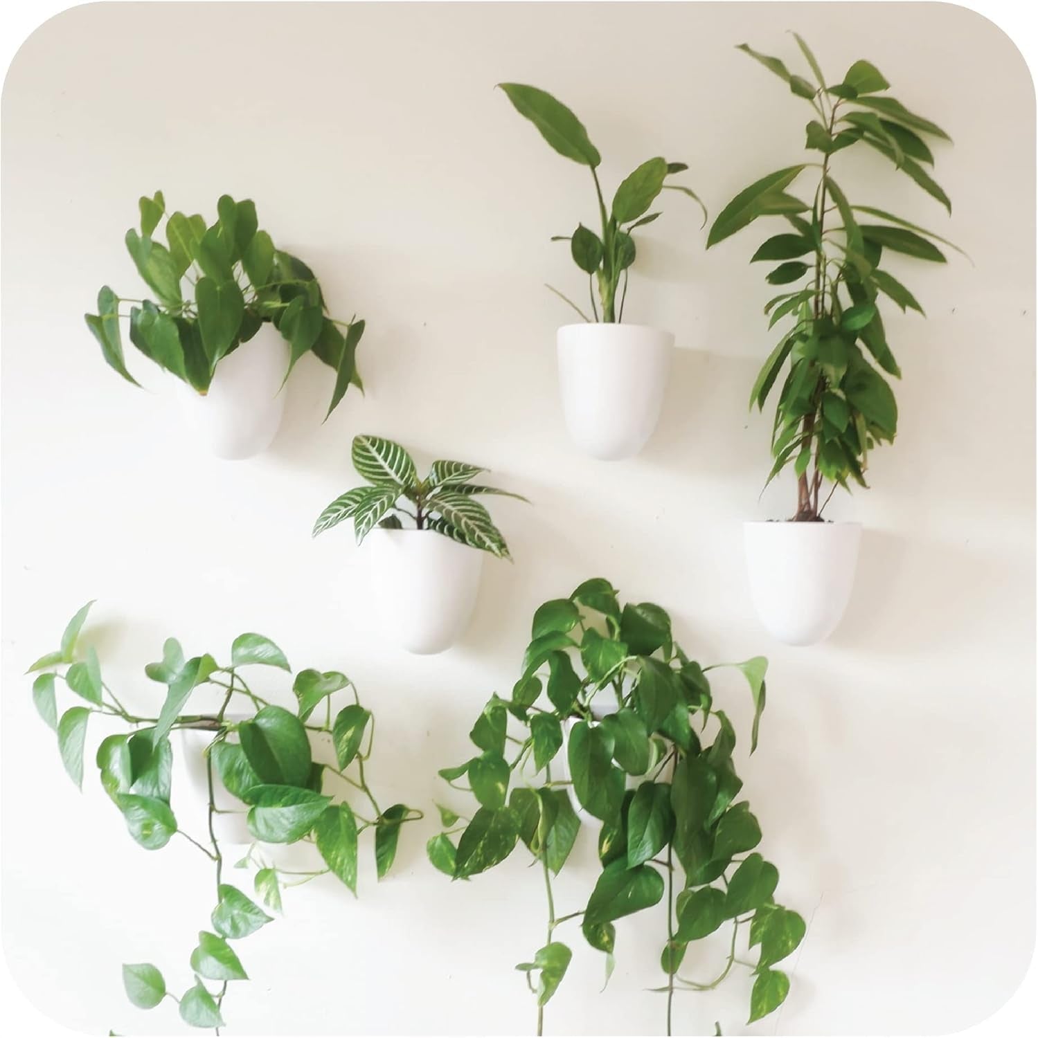 Virgo Lot de 6 pots muraux à arrosage automatique – Faciles à arroser et à installer – Légers – Créez votre propre jardin vertical – Pots muraux pour plantes d'intérieur