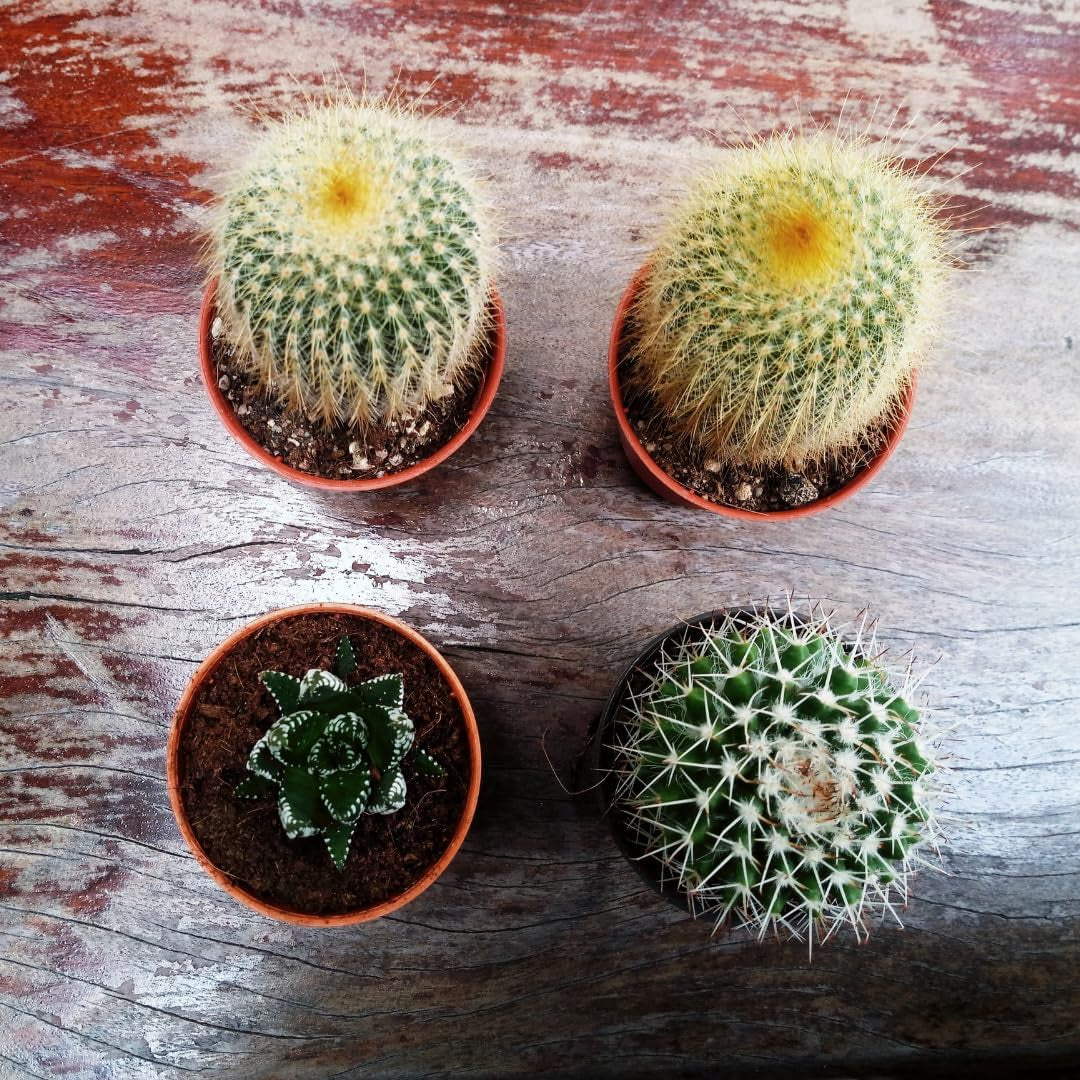 Petit pot en plastique - diamètre 12 cm, léger et résistant, idéal pour semis, boutures et plantes d'intérieur - couleur aléatoire, Aléatoire