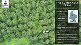 Café Iguaque 1000gr | Premium Kaffee Ganze Bohnen 100% Arabica de Colombie | Familienbetrieb - Single Origin Kaffeebohnen - Nachhaltige eigene Plantage im Hochland - Kräftiges Aroma