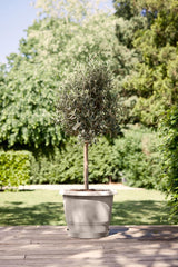 elho Amiga Round 30 - Pot de fleurs intérieur et extérieur - 100% plastique recyclé - Ø 29,5 x H 20,2 cm - Beige/Beige Champignon
