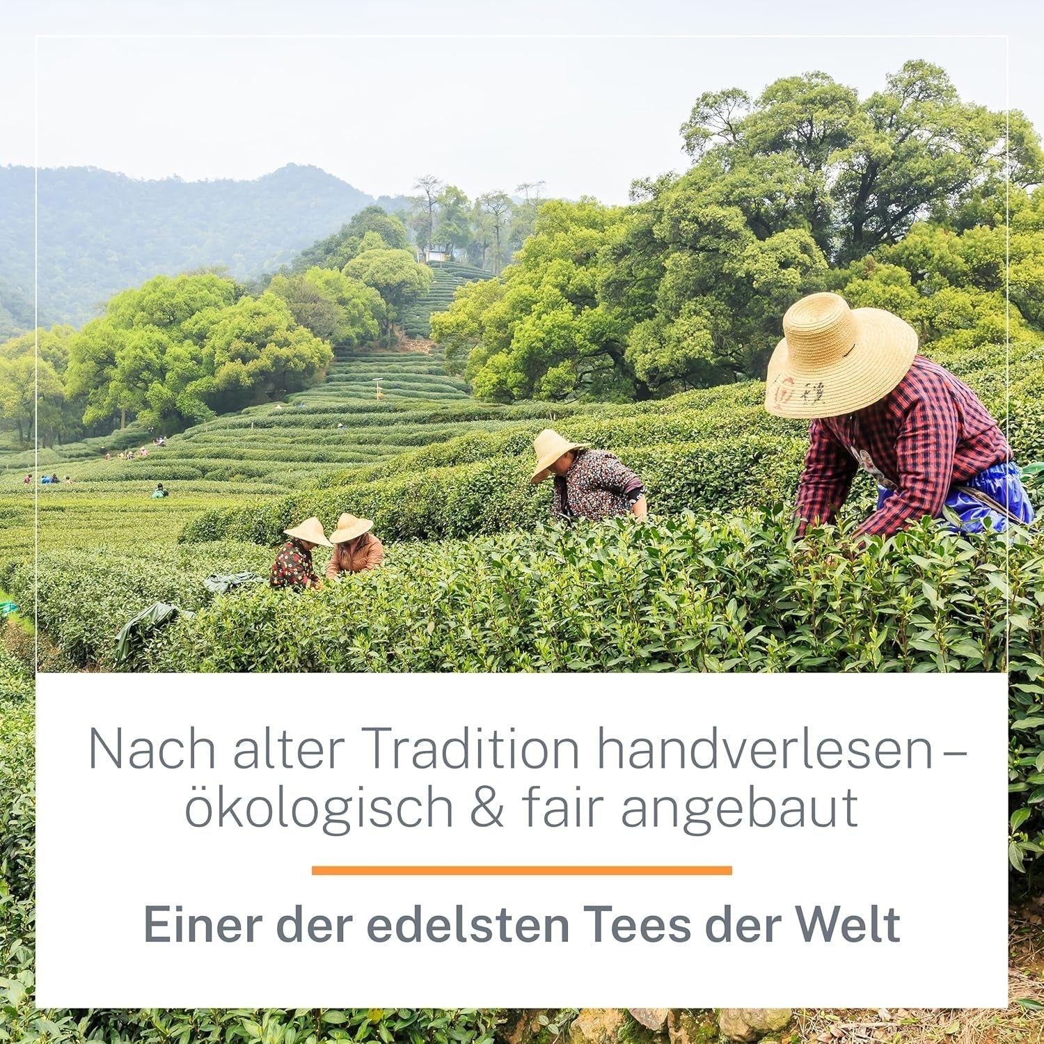 Thé Oolong Bio Ti Guan Yin 100 g - Thé Oolong biologique de haute qualité de Chine - Wu Long (qualité cérémonielle) - Pour les amateurs et connaisseurs de thé - Mycupoftea