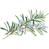 WELEDA Beurre Corporel Skin Food Bio, Crème de soin corps unisexe pour le soin des peaux sèches et rugueuses, 150 ml Douche et bain Naty Shop