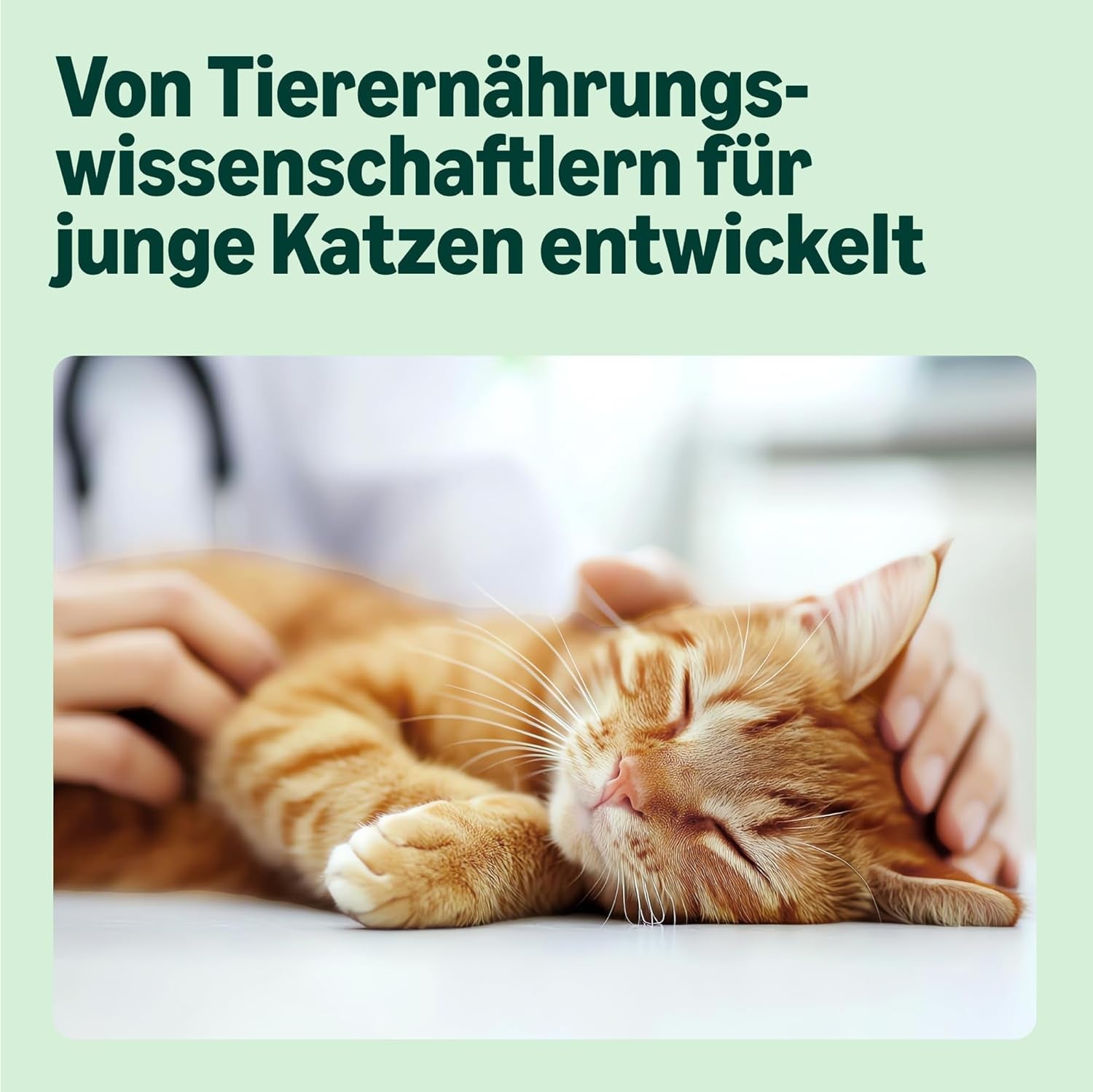 Amazon Mixed Selection Nourriture humide pour jeunes chats en gelée 1,2 kg (12 sachets de 100 g)