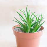Petit pot en plastique - diamètre 12 cm, léger et résistant, idéal pour semis, boutures et plantes d'intérieur - couleur aléatoire, Aléatoire