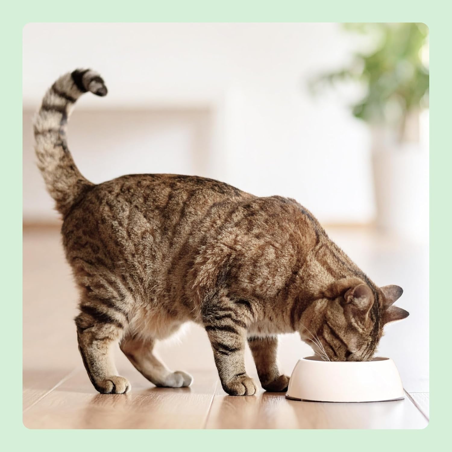 Amazon Nourriture humide pour chat sans céréales Spots de poulet en conserve 12 x 400 g