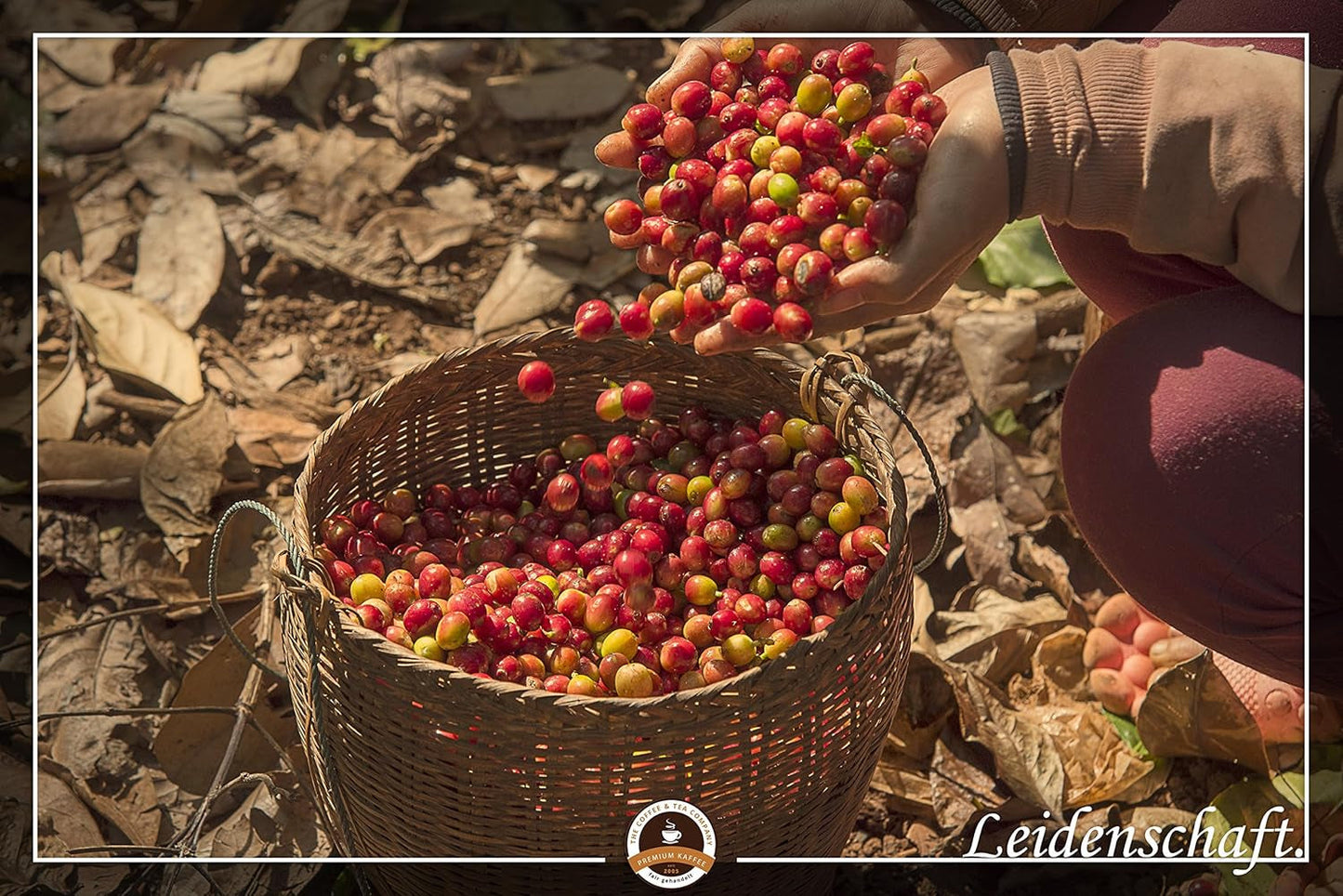 Café géant | Elefantenkaffee Maragogype (1000 g, Bohnen entier) - Die größten Bohnen der Welt, ohne Säure, extra doux