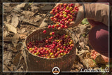 Café géant | Elefantenkaffee Maragogype (1000 g, Bohnen entier) - Die größten Bohnen der Welt, ohne Säure, extra doux
