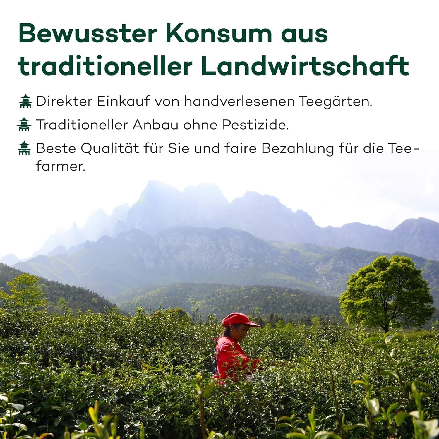 Thé Oolong Tie Guan Yin d'Anxi, Chine | Récolte 2025 | Thé Oolong chinois de haute qualité | Thé chinois premium issu de plantations traditionnelles 100 g