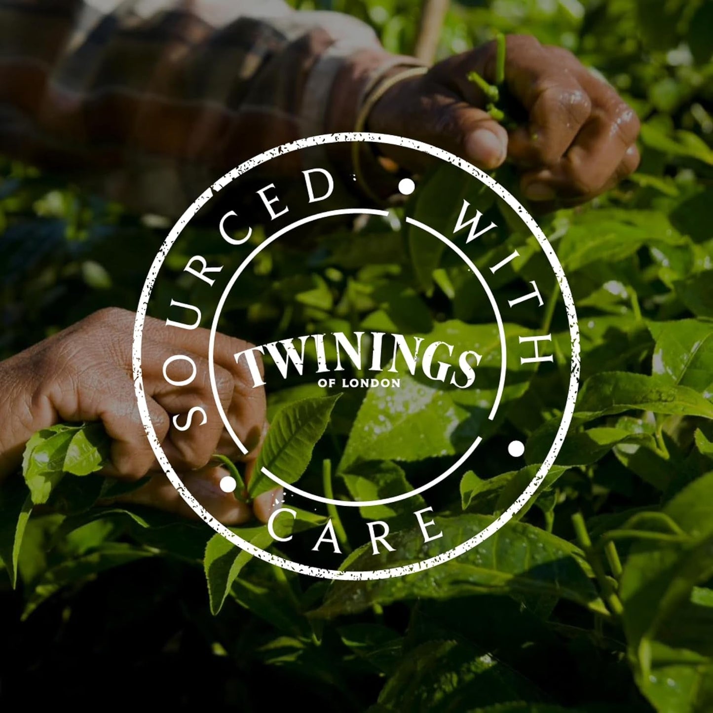 Twinings GLOW Thé vert à l'aloe vera et à l'ortie avec biotine - Mélange de tisanes pour soins naturels de la peau et des cheveux, paquet de 12 (10 sachets chacun)