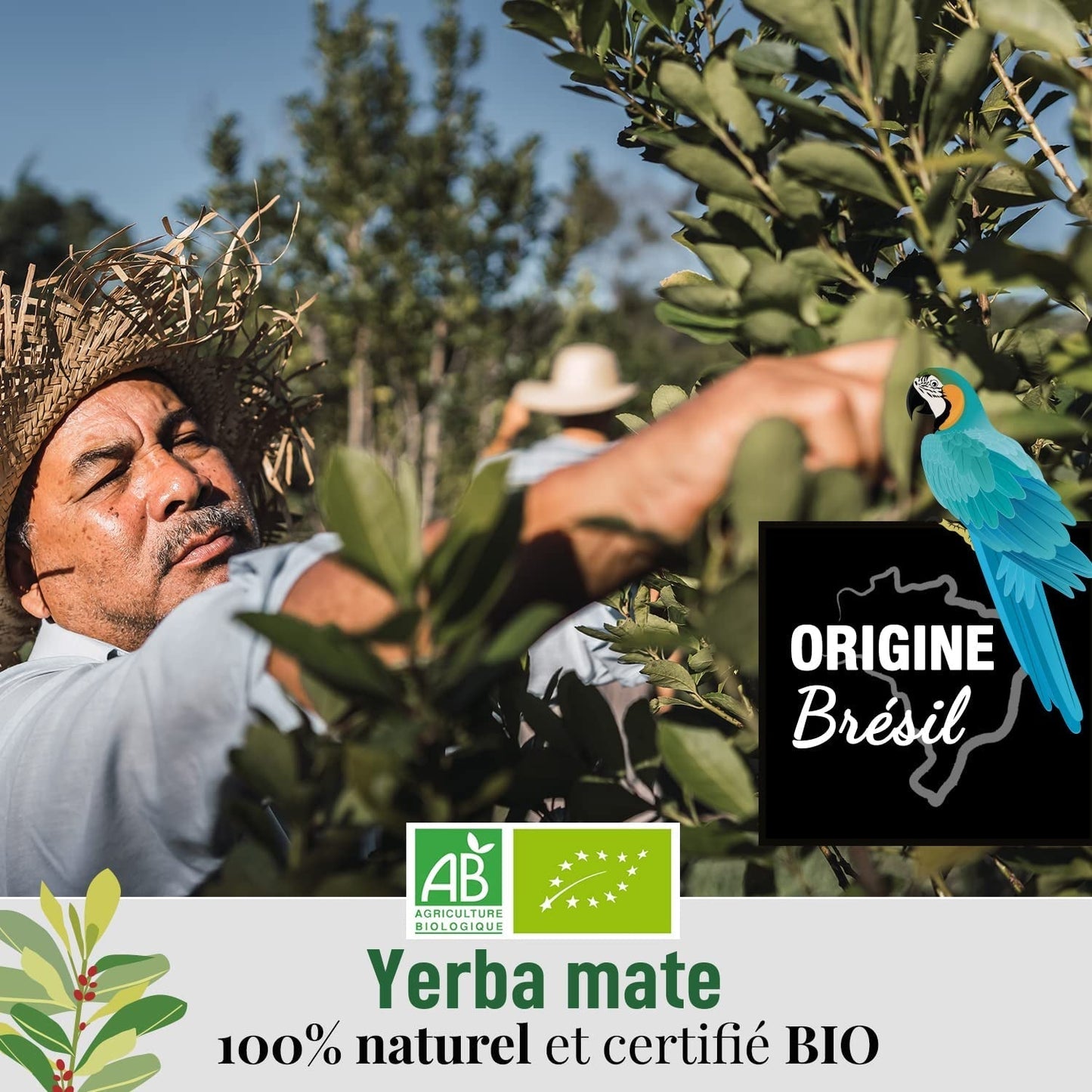 ORIGEENS BIO YERBA MATE TEA 200G - L'Original I Yerba Mate Bio non torréfié, sans feuilles, sans tiges, sans poussière et sans miettes I Boisson énergisante et détoxifiante