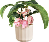 Pot rond elho Facet 23cm - pour l'intérieur - 100% plastique recyclé - Ø 22,7 x H 20,4 cm - Rose/Rose amande
