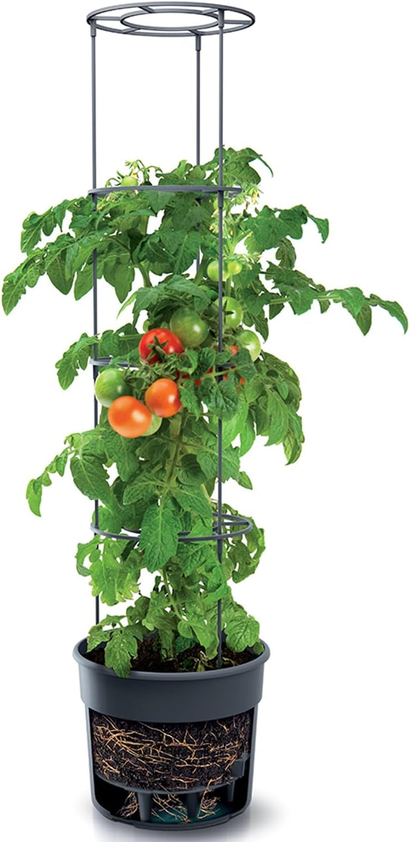 Pots de semis de tomates Prosperplast avec treillis – Jardinière en plastique robuste | anthracite | Résistant aux intempéries et aux UV | 29,5 x 115,2 cm | Idéal pour le jardin et la terrasse