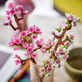 Fleurs de cerisier LEGO Botanicals - Fleurs artificielles à construire - Décorations de bureau pour enfants - Bouquet de fleurs à exposer - Cadeau pour femmes et hommes à partir de 8 ans - Botany Collection 40725 Jeux de construction Besuche den LEGO-Store
