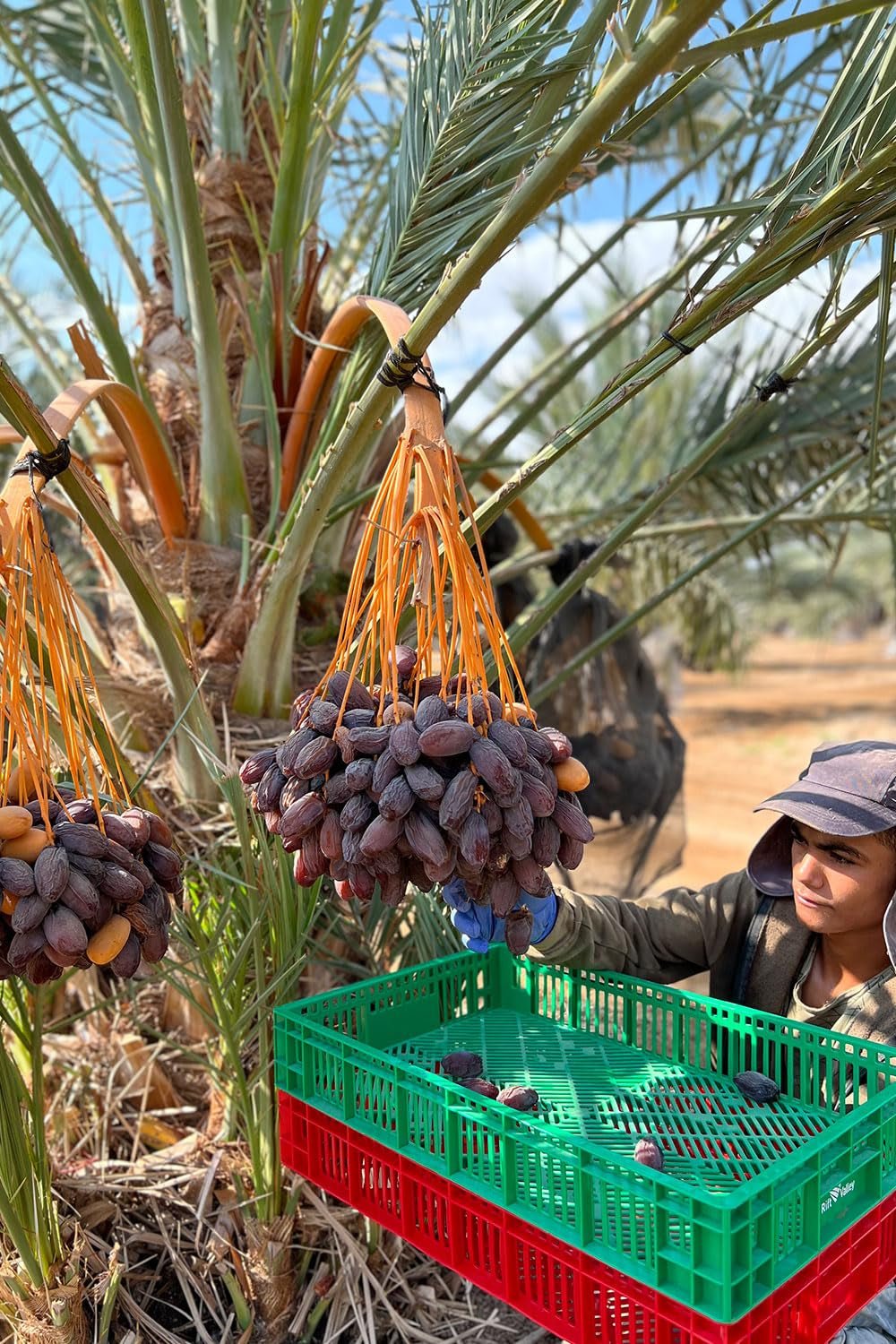 NABALI FAIRKOST POUR TOUS Medjoul - Medjool Dattes Choix I - 100% naturel aromatique frais oriental doux I sucré comme le miel et caramélisé I Origine : Palestine I (1x1KG) Produits déshydratés Naty Shop