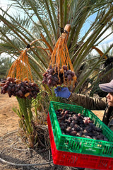 NABALI FAIRKOST POUR TOUS Medjoul - Medjool Dattes Choix I - 100% naturel aromatique frais oriental doux I sucré comme le miel et caramélisé I Origine : Palestine I (1x1KG) Produits déshydratés Naty Shop