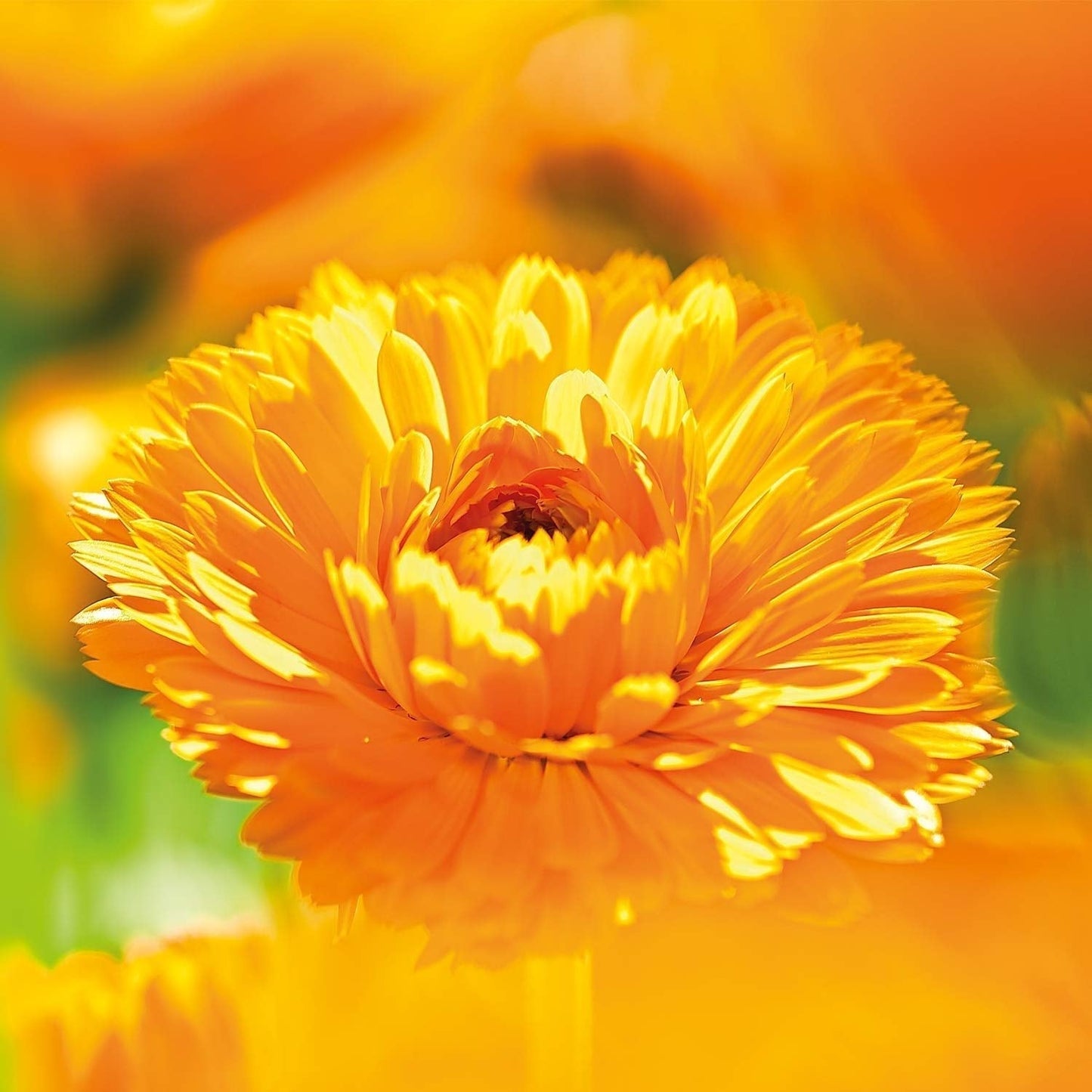 WELEDA Baume Magique Bébé Calendula Bio - Baume universel de cosmétique naturelle visage et corps pour soigner et apaiser la peau et les lèvres sèches. Baume riche universel pour bébés et enfants (1x 25g) Enfants - Bain et Soin Naty Shop