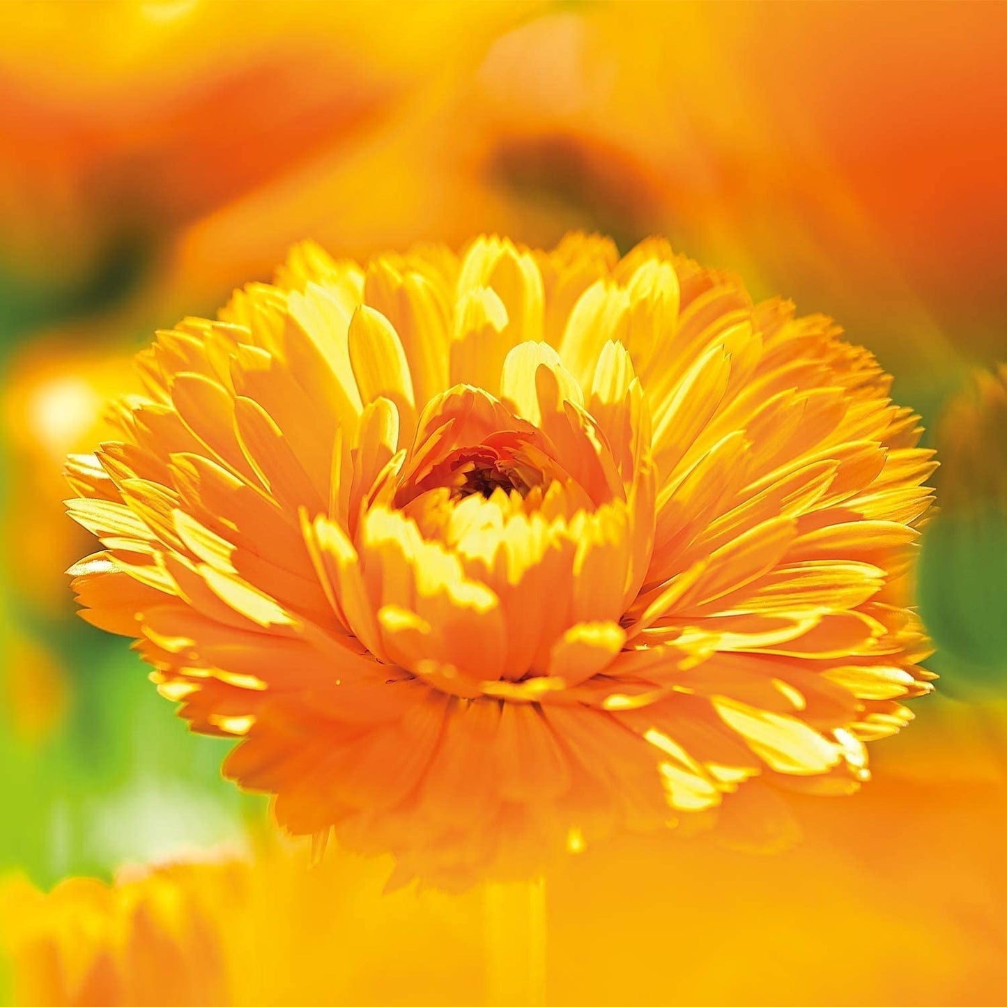 WELEDA Crème de Protection des Plaies au Calendula Bio pour Bébé 75 ml - Pommade pour plaies / crème pour bébé cosmétique naturelle pour la protection de la peau sensible de bébé au niveau des couches. Aide en cas de rougeurs, de peaux irritées et de douleurs Enfants - Bain et Soin Naty Shop